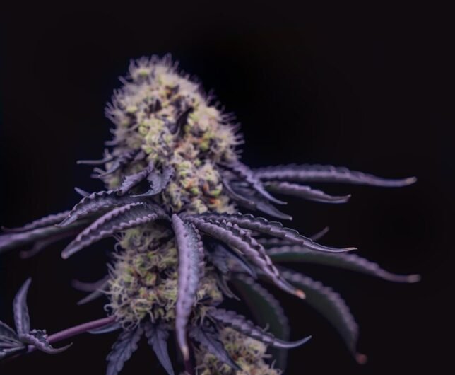 Pre Joint Weed - Image 3